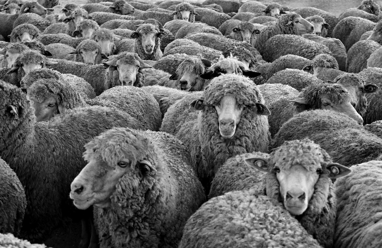Dense flock of sheep representing generic content